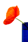 POPPY IN BLUE VASE - PORT RYERSE