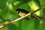 Sunda Pied Fantail, Mekong Delta, Vietnam