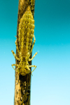 Emperor Dragonfly larva