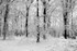 Winter Wonderland in Monochrome