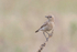Isabelline Wheatear