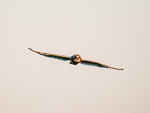 Short-eared Owl