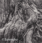 Bark 42