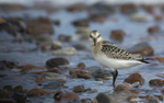 Little Stint, Chanonry point, Moray firth, Scotland