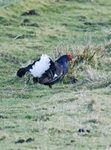 Black Grouse