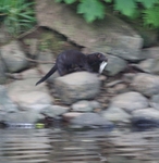 North American Mink with Rainbow Trout on the River Usk near Brecon.