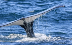 Fluke