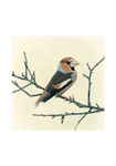 Hawfinch