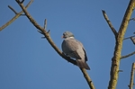 Woodpigeon