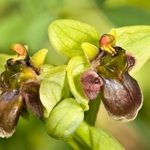 Bumble-bee orchid (Ophrys bombyliflora)