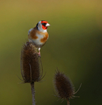 Goldfinch - Carduelis carduelis