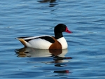 Shelduck