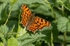 Comma Butterfly