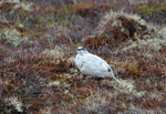 Ptarmigan
