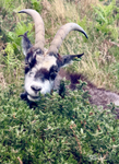 Billy Goat