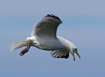 Herring Gull