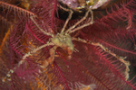 Inachus phalangium