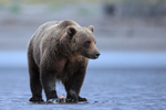 Brown Bear scavenging dead salmon on beach, Alaska