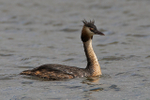 Great Crested Grebe at Otmoor