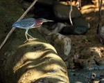 Green Heron on fallen tree, Costa Rica