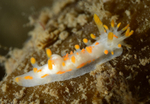 Limacia clavigera