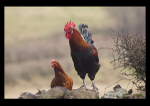 Captured Wild life/Domestic/ livestock Animals portfolio