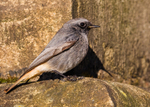 Black Redstart 1