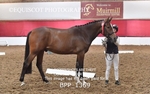 BPP_1369