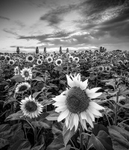 IMG_5543 v2v2 bw v3