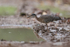 Sunbittern watching for food in puddle, Porto Jofre, Brazil