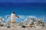 Gentoo Penguin returning to colony, Volunteer Point, Falklands