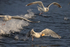 Herring Gull takes off with bread thrown from boat, Norway
