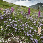 Hybrid Orchis - Orchis x colemanii ( Orchis mascula x O. pauciflora)