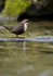 DIPPERS