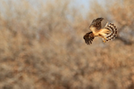 Northern Harrier hovering, New Mexico