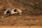Sandhill Crane portfolio