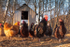 Cockerel & Hens