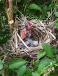 baby cardinals