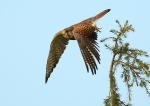 Common Kestrel