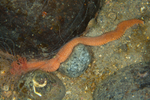 Eupolymnia nebulosa