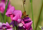 Small Skipper