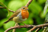 Male  Robin