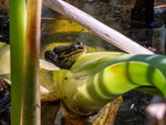 Edible Frog
