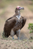 Lappet-faced Vulture