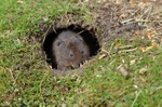 Water Vole