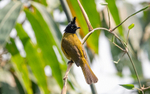 Black-crested Bulbul