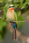 White- fronted Bee-eater