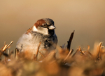 House Sparrow