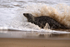 Young Grey Seal