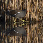 Moorhen walking on ice